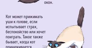 kak najti obshij yazyk so svoim kotom smeshnye koshki povedenie koshki sumasshedshie koshki