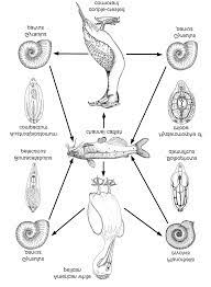 Life Cycles Of Four Digeneans From The Channel Catfish Ictalurus Download Scientific Diagram