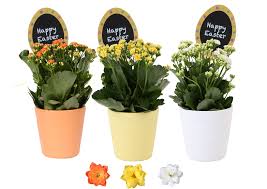 Image result for Kalanchoe rosalina