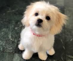 Lancaster puppies has maltese puppies for sale. Maltese Shih Tzu Puppies For Sale