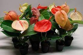 Антуриум Шерцера: неприхотливый и компактный вид для домашнего цветочного уголка