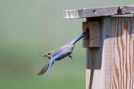 This location is near steve's existing nest, but further away from trees and water—an advantage that may make this nest site safer from predators. Nest Box Wikipedia