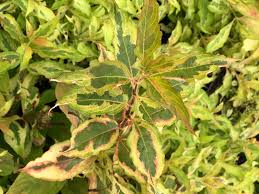 Spilled wine weigela is a dwarf shrub withspilled wine weigela is a dwarf shrub with bright pink. Weigelie Proven Winners My Monet Sunset Weigela Florida Proven Winners My Monet Sunset Baumschule Horstmann