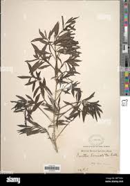 Image result for Pavetta lanceolata