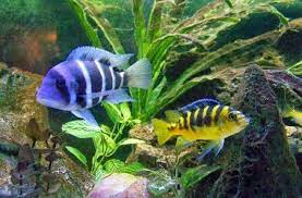 Sehingga kalian tak perlu khawatir ataupun kesulitan untuk mendapatkannya. Ikan Hias Lemon Berikut Cara Budidaya Dan Merawatnya