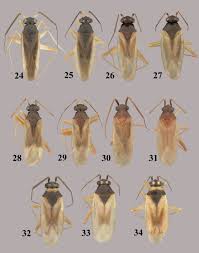 When you choose bug boys pest control, you will not only receive a service, but you will gain a family as well. Revision Of The Plant Bug Genus Tytthus Hemiptera Heteroptera Miridae Phylinae