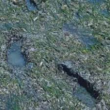 Image result for Zostera capensis