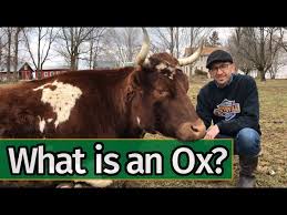 The ox is a rare pet which was released in adopt me! Oxen Basics What Is An Ox Youtube