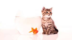 Ruyada Kedi Gormek Ve Korkmak