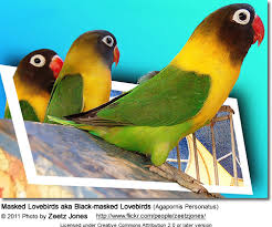 Learn all about how to properly care for lovebirds before making the purchase. Black Masked Lovebirds Aka Masked Lovebirds Eye Rings Beauty Of Birds