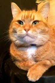 Bob Relaxing Hayvanlar Kedi Ve Guzel Kediler