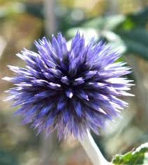 Image result for globe thistle