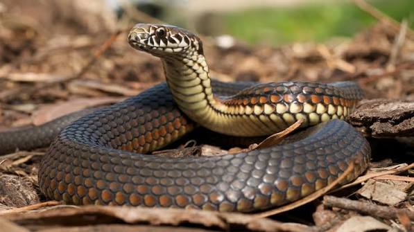 How to Use Appearance to Identify Venomous Snakes
