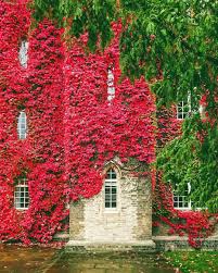 Mike From Cambridge Uk On Instagram That Ivy Wall At St John S College Cambridge Pictures Really Can T D Ivy Wall St Johns College Beautiful Buildings
