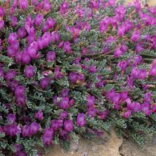 Image result for Astragalus