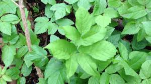 A Quick Video About Ground Elder Aegopodium Podagraria A Tasty Treat Brought Herbs Grounds Plants