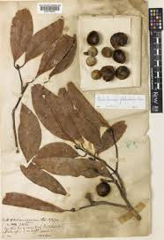 Image result for Beilschmiedia michelsonii