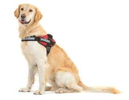 Akc, ofa golden retiever puppies! Golden Retriever Size 1 Or 2 Harness Las Vegas K9 Inc