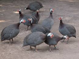 Guinea Fowl Birds That Look Like Turkeys Pin On Hm