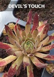 I have heard the term used to describe a varied range of plants from euphorbias to fouquierias (ocotillo) to agaves, yuccas, & aloes. 900 Succulents Sempervivum Ideas In 2021 Sempervivum Succulents Planting Succulents