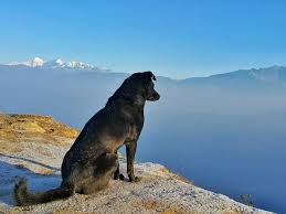 More often, it happens in people with weakened immune. Types Of Toe Cancer In Dogs Dog Discoveries