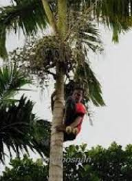 Look through examples of pokok pisang translation in sentences, listen to pronunciation and learn grammar. Anim Agro Technology Jenis Jenis Pokok Pinang