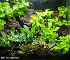 Anubias Nana Gold Aquascape Design Freshwater Aquarium Plants Planted Aquarium