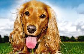 A 2004 study in which dogs were trained to detect bladder cancer in humans by smelling their urine had a smaller success rate, but is notable for an unexpected result. Mouth Cancer In Dogs Lovetoknow