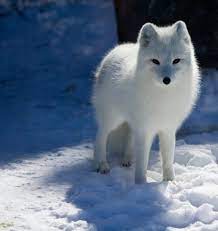 Found On Bing From Itwontletmestupid Blogspot Com Arctic Animals Arctic Fox Antarctic Animals