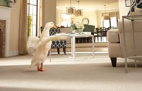 Most come in various blends, the two most popular being. Looking For Pet Friendly Carpet Mohawk Has Pet Proof Carpet Mohawk Flooring