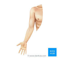 The median cubital vein (a common site site for venepuncture) in the antecubital fossa of the arm. Upper Extremity Anatomy Bones Muscles And Nerves Kenhub