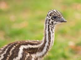 Buy baby emu boots and get the best deals at the lowest prices on ebay! Der Grosse Emu Imposanter Laufvogel Australiens