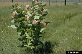 Common milkweed (asclepias syriaca l.) by david taylor. Common Milkweed Asclepias Syriaca Gentianales Asclepiadaceae 5362880