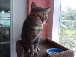 Tony has a big place in his heart for animals and is the most responsible and reliable pet sitter i have ever met! Happy Days Pet Sitters Inc Cat Sitting Overnights Happy Pets