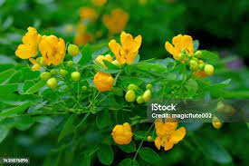 Image result for Senna floribunda
