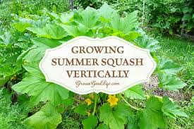 Prepare planting beds in advance working in plenty of aged compost. Growing Summer Squash Vertically