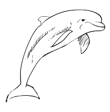 How To Draw A Dolphin Step By Step Approach Dolphin Drawing Drawings Colorful Drawings