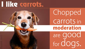 are carrots good for dogs and how much