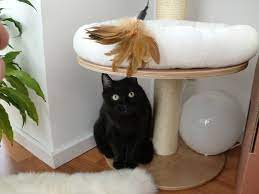 Alle katzen, egal ob männlich oder weiblich, kastriert oder unkastriert. Katze In Der Wohnung Halten Mindestgrosse Und Anforderungen