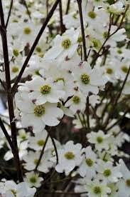 Willis orchard company can supply any size or quantity of red, white, and pink dogwood trees you request. Dogwood Care How To Grow Dogwood Trees