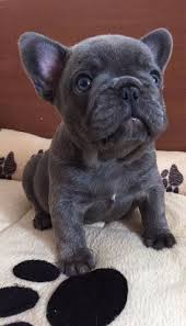 French bulldog rescue located in the rocky mountains. French Bulldog Puppies For Adoption Near Me The Y Guide