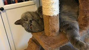 It also helps reduce hairballs. Do British Shorthair Cats Shed A Lot My British Shorthair
