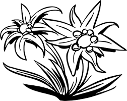 Risultati Immagini Per Disegno Stella Alpina Disegni Immagini Progetti Per Bambini