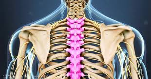 This is a loop of the colon which extends across the abdominal cavity in front of the duodenum and the stomach to the area of the spleen where it forms the splenic flexure and curves acutely downwards to become the descending colon. A Guide To Spinal Anatomy And What Can Go Wrong