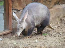 We did not find results for: Wildlife In Africa Types Of African Animals Az Animals