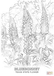 Texas State Flower Coloring Page Free Printable Coloring Pages Flower Coloring Pages Coloring Pages Free Coloring Pages