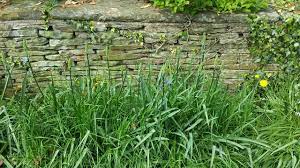 Japanese blood grass isn't picky about potting soil or container types. Can I Use Weed Killer To Eliminate Grass Growing Between My Bulbs Gardening Landscaping Stack Exchange