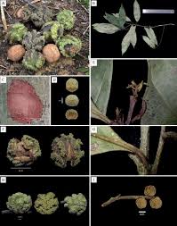 Image result for Corallocarpus triangularis