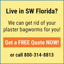 Remove any spiderwebs, dust, hair, lint, dead insects and other matter to get rid of plaster bagworm feeding sites. Plaster Bagworms Florida Pests That Like To Hang Around Your Home