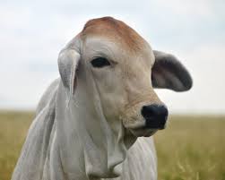 The brahman breed's development is an unparalleled success story. Why Texas Loves Brahman Cattle Texas Landowners Association